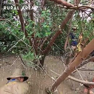 Catching gobies in the mangrove river | Bijaya maharjan artist