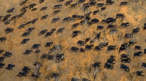 30K views · 601 reactions | Dive deep into the heart of the hunt with #PredatorVsPrey. From the savannah to the riverbank, witness every pulse-pounding moment as these apex predators strategize, stalk, and strike. - Showing Saturdays at 4:00pm from 6th April on Nat Geo Wild Ch. 221 & StarTimes ON App bit.ly/getstartimeson #PredatorsvsPrey #Documentaries #NationalGeographicWild #NGW #Wildlife | StarTimes | Facebook