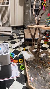 1.2K views · 19 reactions |  Join me for a special tour of our 'bird...