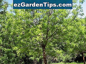 Cómo plantar semillas de árboles de Cottonwood 🌱 Tips Jardineros - Es.ezGardenTips.com