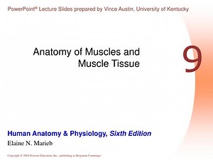 Anatomy of Muscles and Muscle Tissue - SlideServe