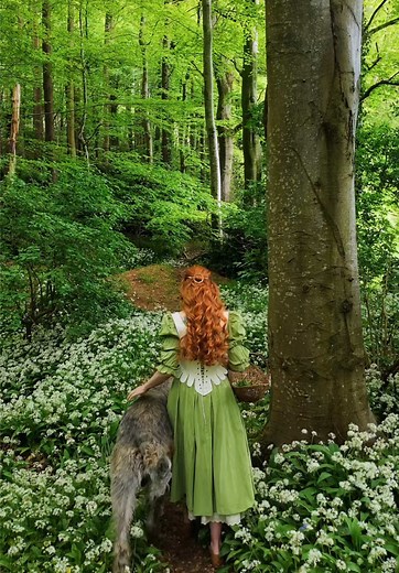 Irish Wolfhound Wanders Wild Garlic Woods