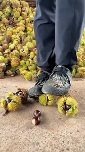 Witness the careful process of chestnut extraction after harvesting. Each chestnut is delicately removed from its prickly outer shell, revealing the rich and nutritious nut inside. This labor-intensive task requires precision and patience to ensure that each chestnut remains intact for consumption or further processing. Learn more about this fascinating post-harvesting procedure that brings to light the journey of these delicious nuts from tree to table. #chestnuts #harvesting #agricultureinsigh