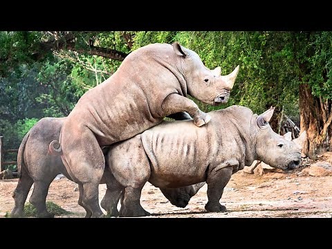 The BIG FIVE of Africa in their natural environment | 4K