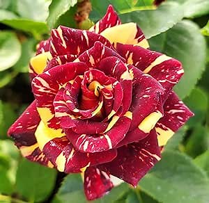 CHUXAY GARDEN Abracadabra Rose Seed 100 Seeds Rare Rosa Bush Heirloom Perennial Flowering Plant Striking Bush Vine Climber