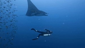 15 reactions | Private guided diving tours in Papagayo, Guanacaste, Costa Rica. Enjoy one on one encounters with large marine animals. No crowds and we dive where the action is! Matas are in town this month! | Sirenas Adventures Costa Rica | Facebook