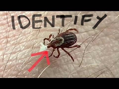 TRICKS for TICKS -Photo Identification | PICTURES