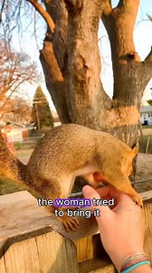 12K views · 19 reactions | The squirrel being chased by the fox 力 | Dishkiyoo | Facebook