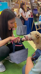 19K views · 1.2K reactions | ADOPT AN AKF RESCUE TODAY! We are here at SM City Tarlac for an adoption drive until 5pm only! #AdoptDontShop | Animal Kingdom Foundation | Facebook