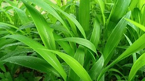 Setaria palmifolia ist eine Grasart, die: Stockvideos & Filmmaterial (100 % lizenzfrei) 3415270487 | Shutterstock