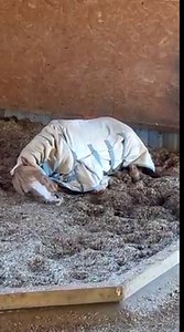 The comfiest of beds Aubiose Horse Bedding | Abbotts View Livery: Barefoot and Back to Nature