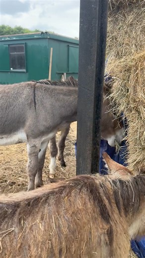 8.4K views · 1.2K reactions | George, Caroline and many more waiting on the birth of Dolce baby foal. Will it be this week? #donkeygeorge #donkeys | Caenhill Countryside Centre | Facebook