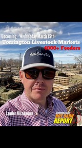 🔥🔥Upcoming at Torrington Livestock Markets, Lander Nicodemus reporting the details🔥🔥 Watch, bid and buy online at CattleUSA.com 🇺🇸 For more info visit torringtonlivestock.com 📞 307-532-3333 #hotbarnreport #cattleusa #usabeef #sellatauction #salebarn #cattle #diamonddozen #truepricediscovery | Hot Barn Report