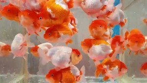 38 reactions · 6 comments | Mid July Shipment 3 inch | Singapore Goldfish 新加坡金鱼 | Facebook