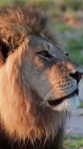 Lion growls are deep, rumbling, and aggressive vocalizations, primarily used as a direct threat or warning to defend territory or cubs. In stark contrast, their softer, shorter grunts are the most common social call within the pride; these friendly, low-pitched "huh" sounds are used for greetings, to maintain contact while moving, or to coordinate the group during a hunt, functioning as a key part of their social cohesion. | GoAnimal