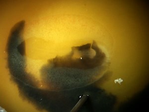 In ovo Electroporation in Chick Midbrain for Studying Gene Function in Dopaminergic Neuron Development