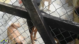 56 reactions · 16 shares | We are a small shelter in the mountain region behind Rio de Janeiro. We met the $500 USA match thank you Suzie and all who helped. | Dogs in Brazil | Facebook