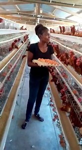 Chicken Cages with an automated water system,pvc coated, cup nipples, water cisterns and feeding troughs. -minimised feed wastage -no water spillage -saves on space -little labour required -minimised breakages -minimised disease speak -Accountability and easy monitoring of flock Call/text/WhatsApp- 260979211718 PRICE-K3000/300$US DOLLAR 💵 COMPLETE SET . #CAPACITY-per unit for 120birds. CAGE DIMENSIONS: length 2.15m, width2.1m, height 1.75m, #Nipple k10 #Pipe k35 #Cups k8 #Feeder K40 #Tank K250 
