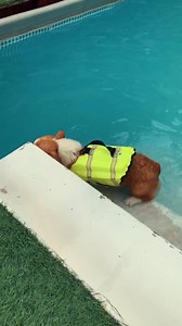 คูก้าว่ายน้ำๆๆๆ 🐶💦 | Beer Passaranan Ussadamongkol