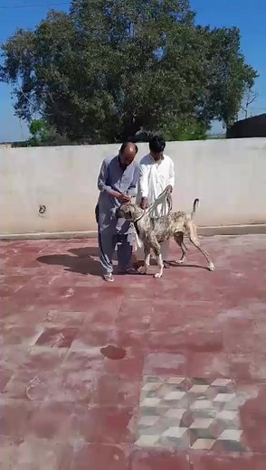 Javaid Paroka with his Brindle BK BEAST 💥🔥💪🫶 | Great Bully and Pitbull Legends