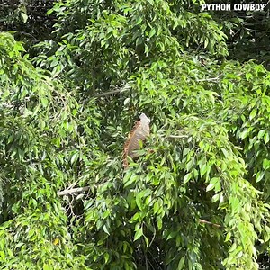 Caught one mid-air and the client's bagged a beast! Snatched an iguana right as it fell from the tree perfect timing! Moments later, our clients locked in on a massive orange invasive canal dragon! | Python Cowboy Hunts