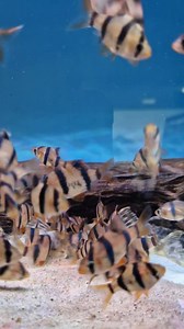 21K views · 2.1K reactions | Tiger barb feeding frenzy  and some lovely L387  | Pier Aquatics | Facebook