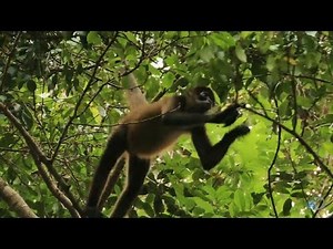 Spider Monkey Pee Attack