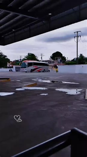 Buses parhikuni on TikTok