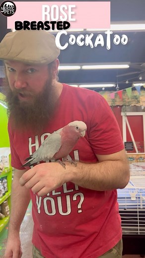2K views · 114 reactions | Rose-Breasted Cockatoo ✨ #NJExoticPets | NJ Exotic Pets | Facebook