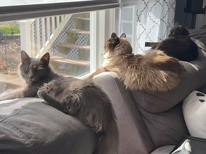 5.4K views · 214 reactions | Sky ‍⬛, Gatsby, and Winter are enjoying the spring  ☀️ | Jill Gilardi | Facebook