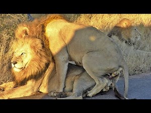 Male Lion Mates with Another Male | Ruby Life