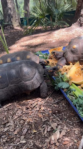 Some of our beautiful resident adult red foot tortoises enjoying some breakfast. Our tortoises get fresh produce three times a week, and they have a big natural space to forage, find bugs, graze and do their very important daily tortoise activities 🐢 | Bellowing Acres