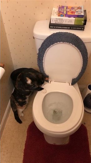 Cat Loves To Watch The Toilet Flush