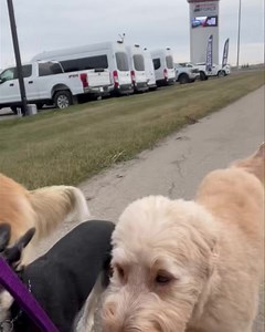 Lucy #doodle says, I'm the oldest of this group n have been at daycare the longest so I'm definitely supposed to behave... 﫢﫢﫢 I didn't poop inappropriately so far- does that count?!  #atleasttheresthat #mondayvibes | Just Fur Kids Dog Daycare | Facebook