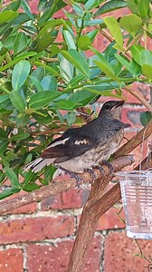 55K views · 414 reactions | Chim Sixi - chim tứ quý, hay chim tứ...