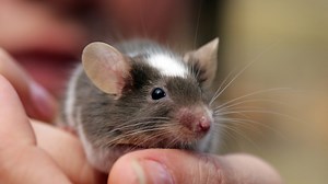 More or Less - Mice and mind blowing maths - BBC Sounds