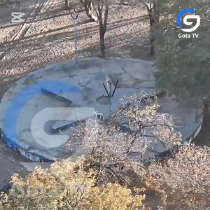 1.8K views · 61 reactions | Vlogs do Primata apresenta, em primeira...