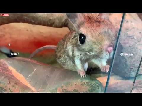 Greater Egyptian Jerboa (Jaculus Orientalis)