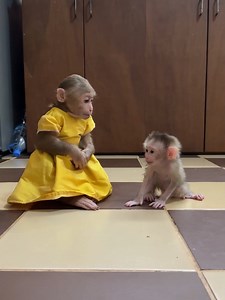 Lil Queen ChiChi Carry Bro Max Walk Very Well #monkey | Monkey vdo