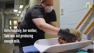 Sumini was born on August 2, 2021, and is the first critically endangered Sumatran tiger cub born at the Dallas Zoo since 1948. Unfortunately, her mother, Suki was not producing enough milk, so zoo staff made the critical decision to intervene, and hand raise her to ensure her survival. | ZooBorns