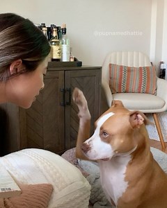 Hattie the American Staffy  on Instagram: "Mom was being v needy and had the NERVE to ask me for FOUR kisses!!! I tried to slap her for doin me a bother but I missed  ⠀ Follow @pupnamedhattie to see more of this cute little potato! "