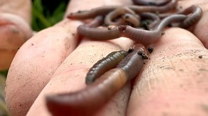 3.5K views · 17 reactions | The humble earthworm could be disappearing... Experts can't exactly say why the population is declining, but it could spell disaster for agriculture and some species of birds. 5 News' Catherine Jones went to Oxfordshire to find out more. | Channel 5 News | Facebook