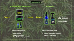 Honey. Cloning Gel inoculant with Beneficial Fungus for Plants Throughout Their Life. Safe for Pets and Family. Proprietary Strain colonizes Whole Plant.