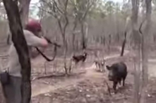 An Average Hog Hunt Quickly Goes Wrong