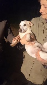 17K views · 785 reactions | ADOTTATO  FATE GIRARE  Da...