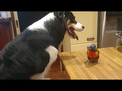 Parrot gets mad the moment dog stops kissing him