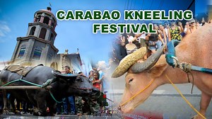Luhod! Luhod! Luhod! The Carabao Kneeling Festival #PulilanBulacan #SanIsidroLabrador #Pulilan #kalabaw #kneelingcarabao #FBVIDEO #fbviral | Recap KuyaBert