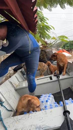 19K views · 180 reactions | Talk about a wet and wild rescue! | People Are Awesome | Facebook