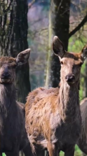Explore Nature Now Nature Documentaries Wild ANIMAL Cervidae Deer Cérvidos #explorenaturenow DEER