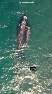 18 reactions | Whales Eat Without Teeth? . . . . . #Whales #OceanFacts #MarineLife #Baleen #WhaleFeeding #SeaCreatures #NatureFacts #Ocean #Giant #Wildlife #Nature #AnimalFacts | My Amazing World | Facebook